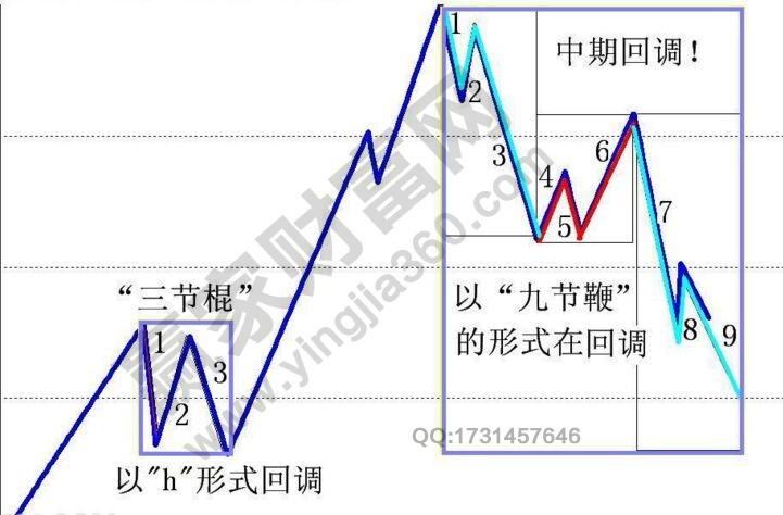 “九节鞭”形态